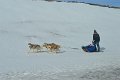 Dog sledding (02)